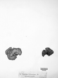 Thelephora caryophyllea image